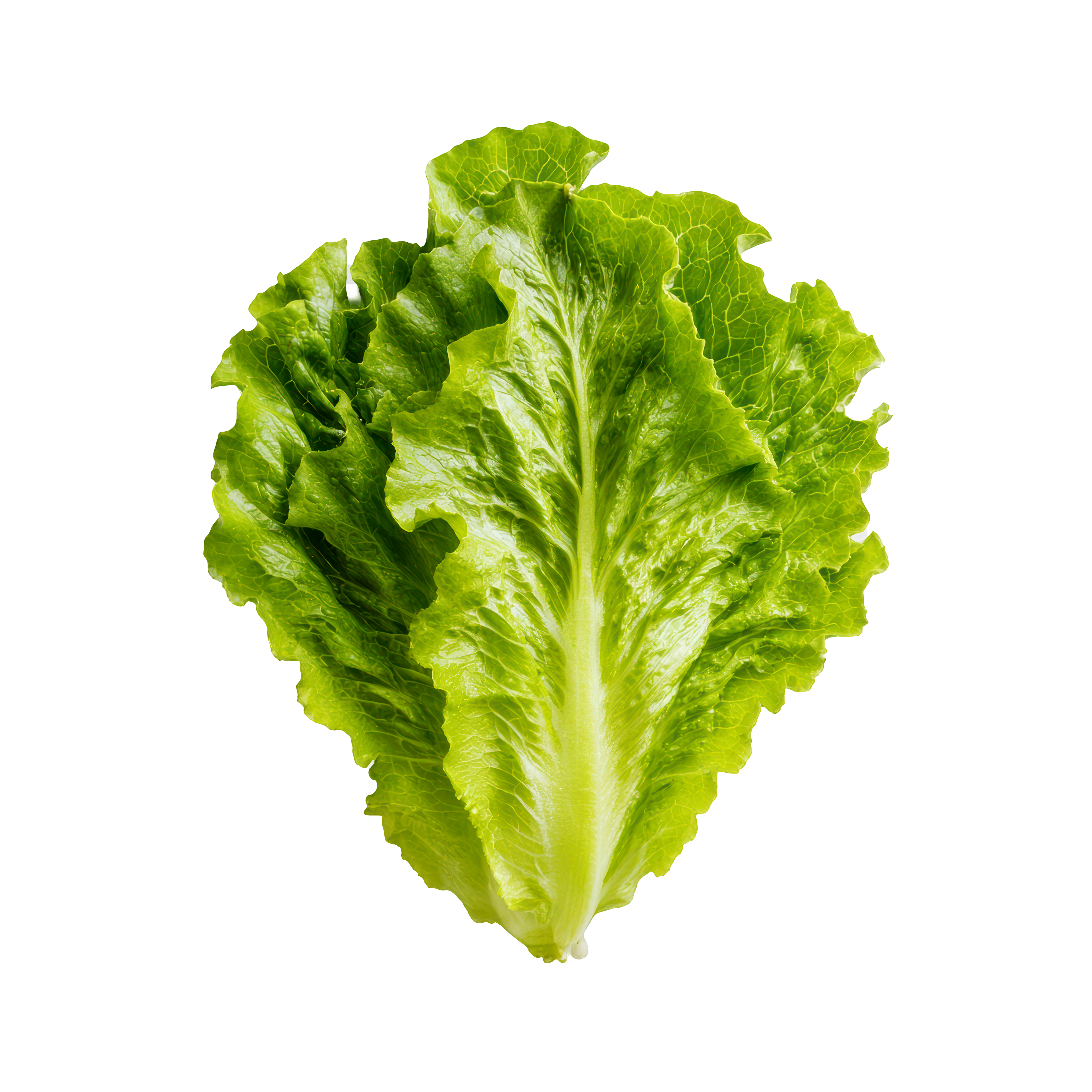 Lettuce