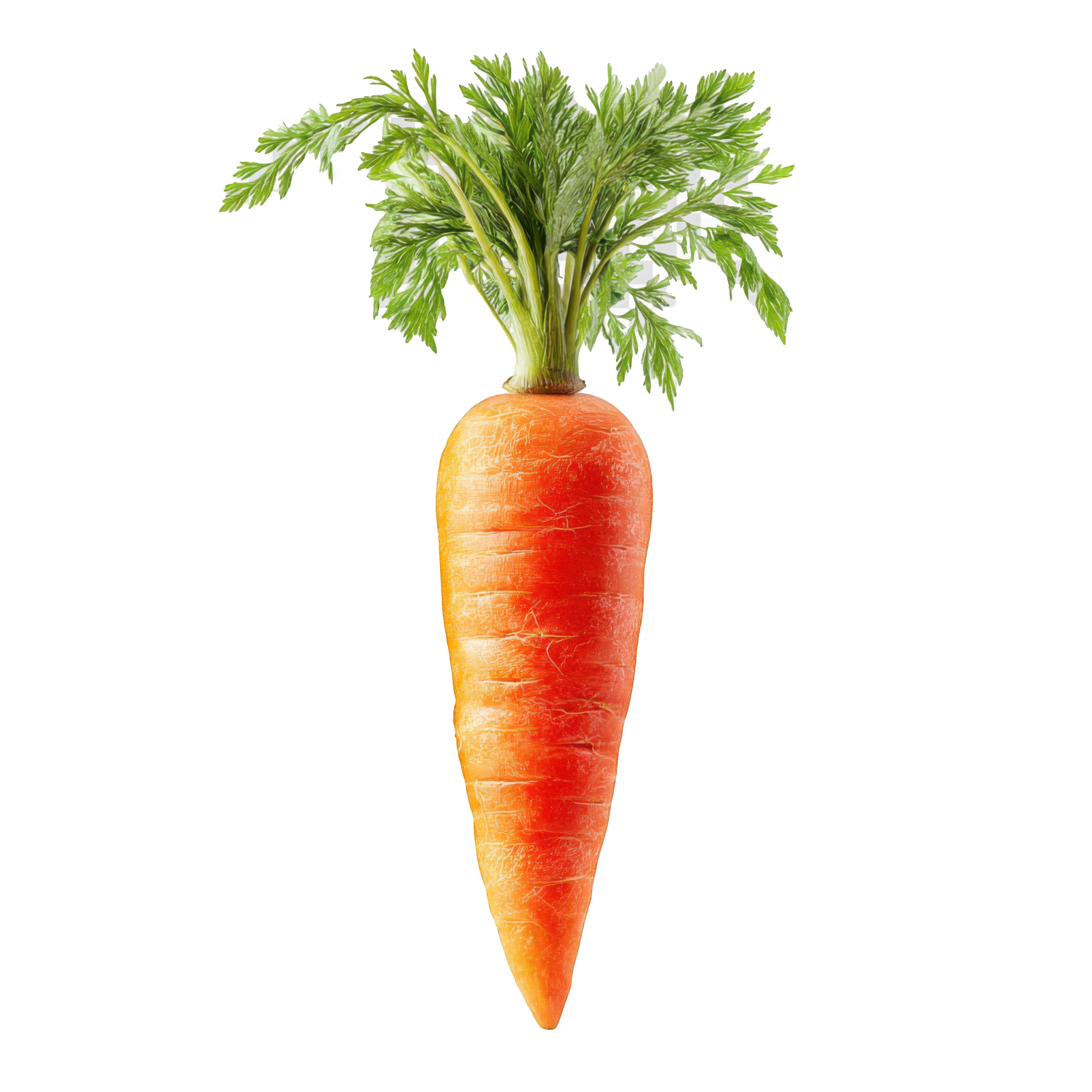Carrot